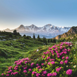 Rausch Volume Spray Conditioner with Mallow 100ml