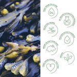 Rausch Degreasing Scalp Treatment with Seaweed