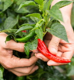 A. Vogel Herbamare Spicy Sea Salt 125g