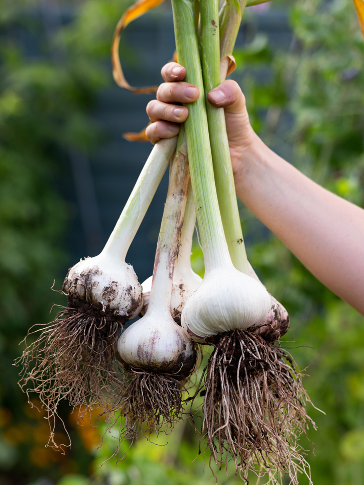 A.Vogel Herbamare Herb Sea Salt